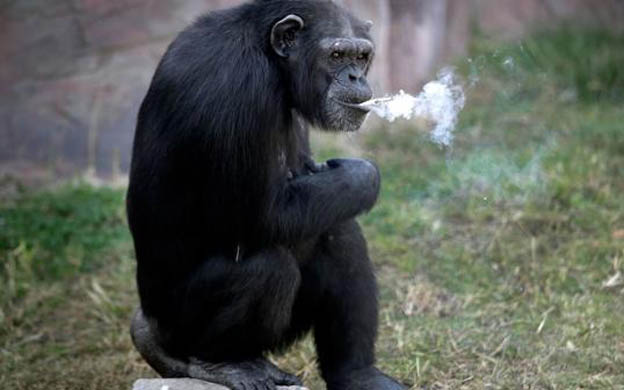 North Korean chimpanzee smokes a pack of cigarettes a day
