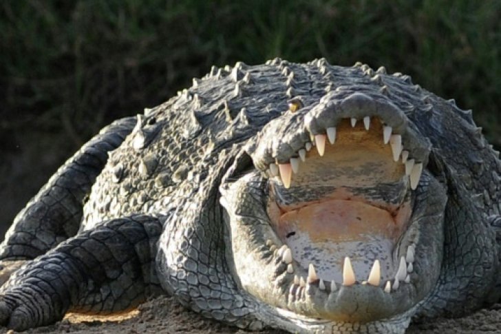 A crocodile spends the night in a police station