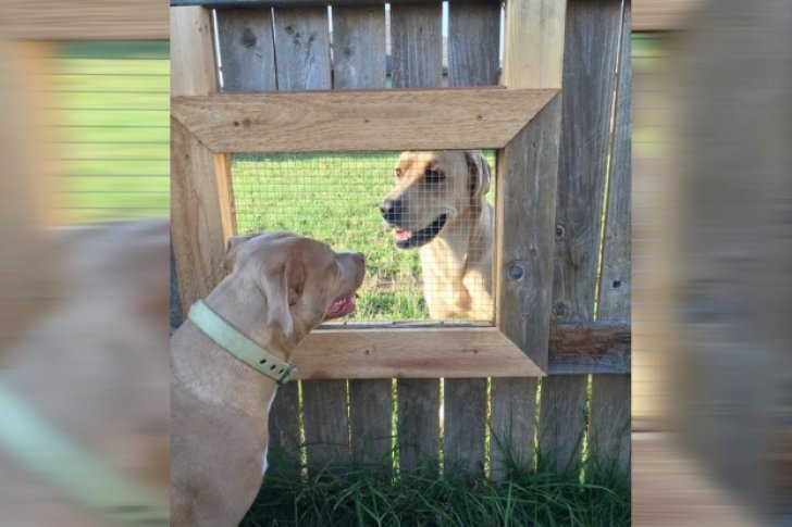 Construyó una ventana para que su perro pueda visitar a su vecino