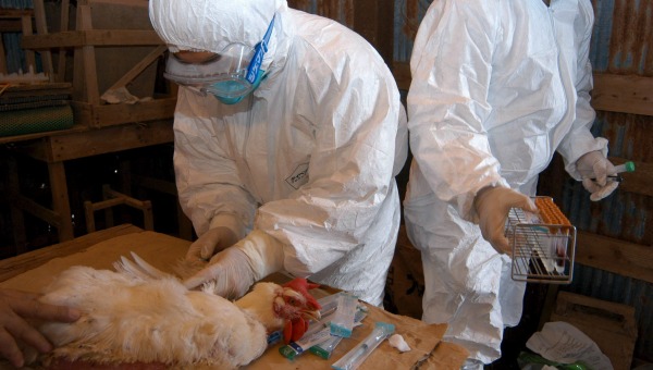 h5n8 alemania gripe aviar