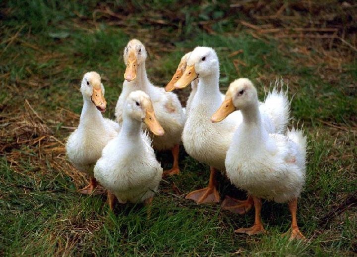 Francia: Detectan el primer caso de gripe aviar en una granja de patos
