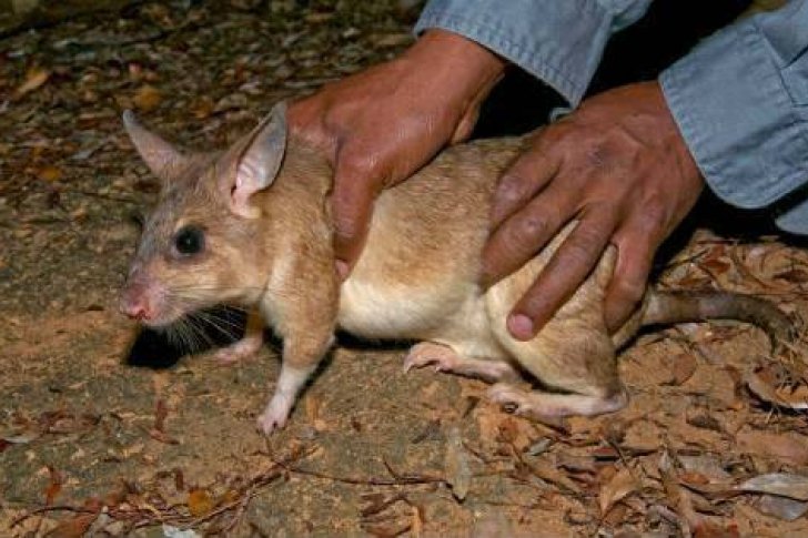 Giant rats eat a three-month-old girl while her mother rumbled…
