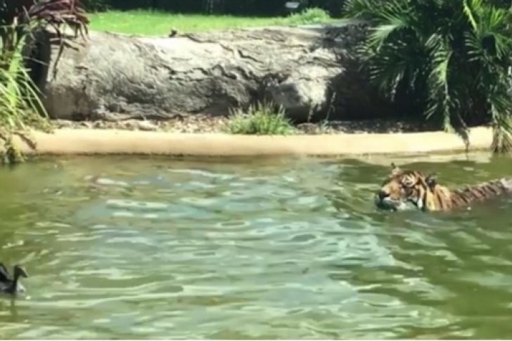 Unusual! Duck defies and humiliates tiger (Video)