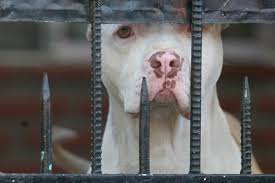 La «macrooperación» que rescató a 230 perros usados para peleas clandestinas a muerte en España