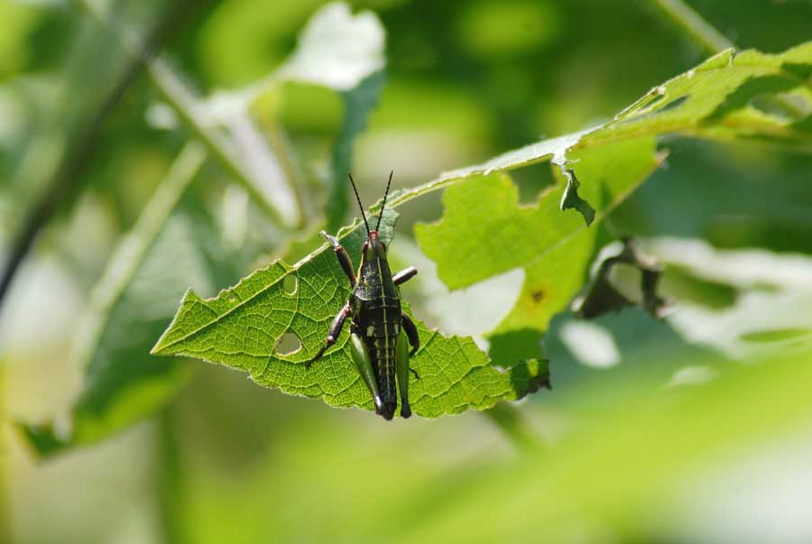 Insectos Comestibles en México: Una Revolución Gastronómica con Sabor a Tradición y Futuro
